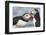 Two Atlantic Puffins greeting-Nigel Hicks-Framed Photographic Print