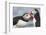 Two Atlantic Puffins greeting-Nigel Hicks-Framed Photographic Print