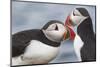 Two Atlantic Puffins greeting-Nigel Hicks-Mounted Photographic Print