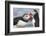 Two Atlantic Puffins greeting-Nigel Hicks-Framed Photographic Print