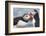 Two Atlantic Puffins greeting-Nigel Hicks-Framed Photographic Print