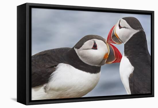 Two Atlantic Puffins greeting-Nigel Hicks-Framed Premier Image Canvas