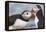 Two Atlantic Puffins greeting-Nigel Hicks-Framed Premier Image Canvas