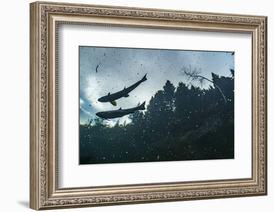 Two Atlantic salmon silhouetted against sky, Gaspe Peninsula, Quebec, Canada-Nick Hawkins-Framed Photographic Print