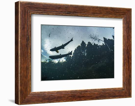 Two Atlantic salmon silhouetted against sky, Gaspe Peninsula, Quebec, Canada-Nick Hawkins-Framed Photographic Print