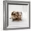 Two Baby Crested Guinea Pigs, One-Day-Jane Burton-Framed Photographic Print