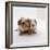 Two Baby Crested Guinea Pigs, One-Day-Jane Burton-Framed Photographic Print