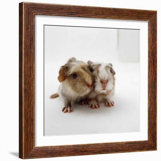 Two Baby Crested Guinea Pigs, One-Day-Jane Burton-Framed Photographic Print