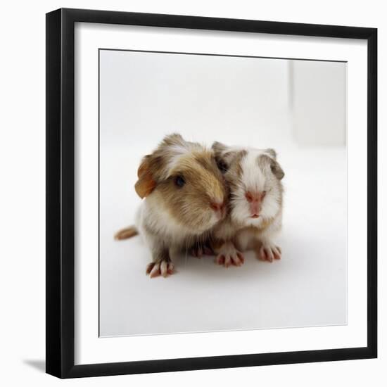 Two Baby Crested Guinea Pigs, One-Day-Jane Burton-Framed Photographic Print