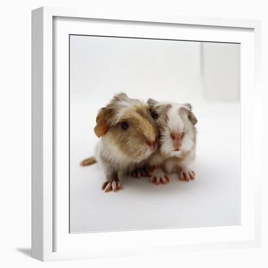 Two Baby Crested Guinea Pigs, One-Day-Jane Burton-Framed Photographic Print