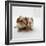 Two Baby Crested Guinea Pigs, One-Day-Jane Burton-Framed Photographic Print