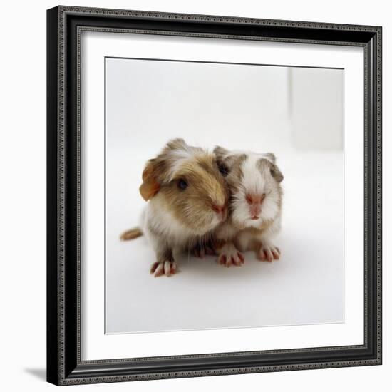 Two Baby Crested Guinea Pigs, One-Day-Jane Burton-Framed Photographic Print