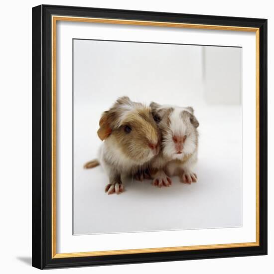 Two Baby Crested Guinea Pigs, One-Day-Jane Burton-Framed Photographic Print