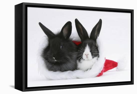 Two Baby Dutch X Lionhead Rabbits in a Father Christmas Hat-Mark Taylor-Framed Premier Image Canvas