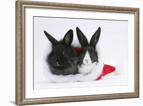 Two Baby Dutch X Lionhead Rabbits in a Father Christmas Hat-Mark Taylor-Framed Photographic Print