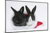 Two Baby Dutch X Lionhead Rabbits in a Father Christmas Hat-Mark Taylor-Mounted Photographic Print