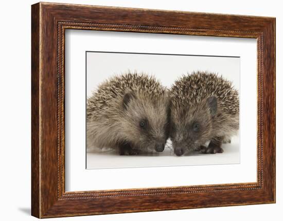 Two Baby Hedgehogs (Erinaceus Europaeus)-Mark Taylor-Framed Photographic Print