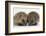 Two Baby Hedgehogs (Erinaceus Europaeus)-Mark Taylor-Framed Photographic Print