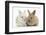 Two Baby Lionhead Cross Lop Bunnies-Mark Taylor-Framed Photographic Print