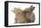 Two Baby Lionhead-Cross Rabbits, Touching Noses-Mark Taylor-Framed Premier Image Canvas