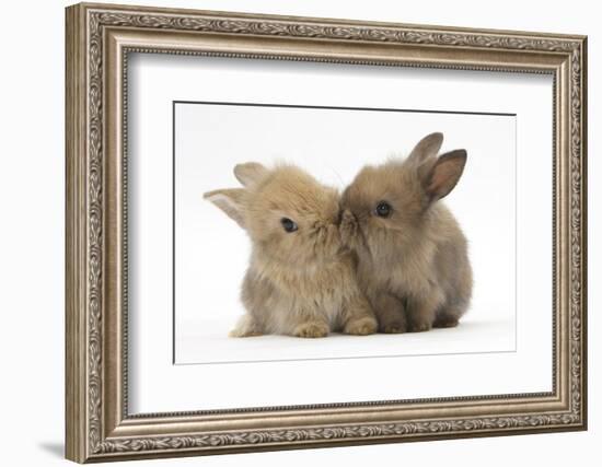 Two Baby Lionhead-Cross Rabbits, Touching Noses-Mark Taylor-Framed Photographic Print