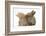 Two Baby Lionhead-Cross Rabbits, Touching Noses-Mark Taylor-Framed Photographic Print