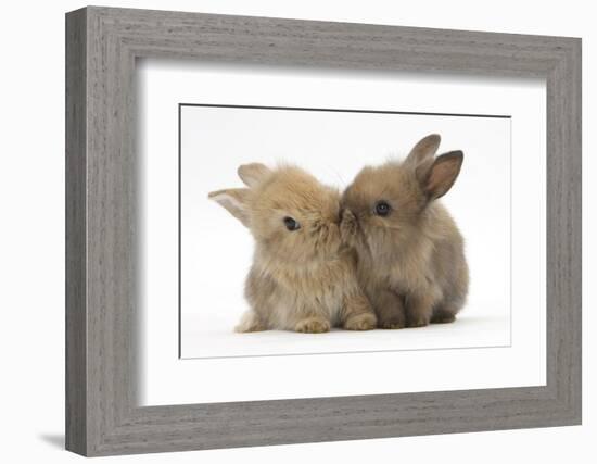 Two Baby Lionhead-Cross Rabbits, Touching Noses-Mark Taylor-Framed Photographic Print