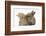 Two Baby Lionhead-Cross Rabbits, Touching Noses-Mark Taylor-Framed Photographic Print