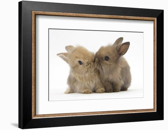 Two Baby Lionhead-Cross Rabbits, Touching Noses-Mark Taylor-Framed Photographic Print