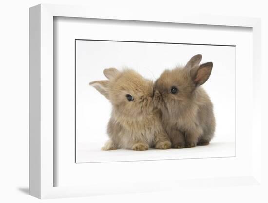 Two Baby Lionhead-Cross Rabbits, Touching Noses-Mark Taylor-Framed Photographic Print