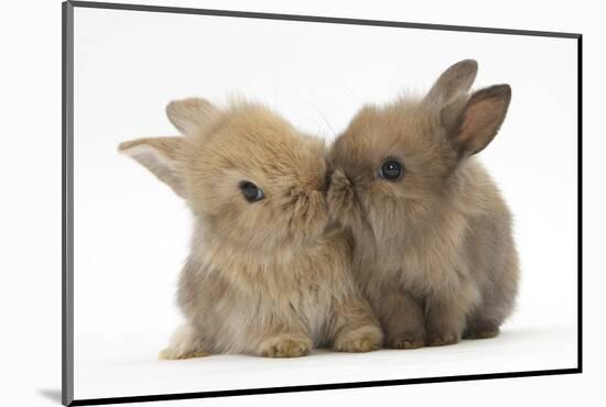 Two Baby Lionhead-Cross Rabbits, Touching Noses-Mark Taylor-Mounted Photographic Print