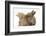 Two Baby Lionhead-Cross Rabbits, Touching Noses-Mark Taylor-Framed Photographic Print