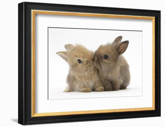 Two Baby Lionhead-Cross Rabbits, Touching Noses-Mark Taylor-Framed Photographic Print