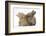 Two Baby Lionhead-Cross Rabbits, Touching Noses-Mark Taylor-Framed Photographic Print