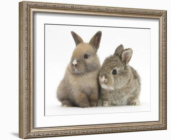 Two Baby Rabbits-Mark Taylor-Framed Photographic Print