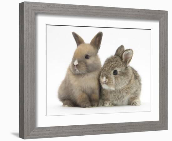 Two Baby Rabbits-Mark Taylor-Framed Photographic Print