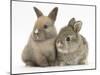 Two Baby Rabbits-Mark Taylor-Mounted Photographic Print