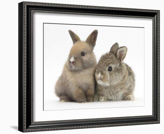 Two Baby Rabbits-Mark Taylor-Framed Photographic Print