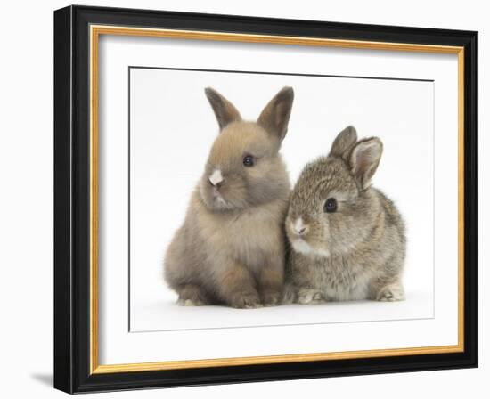 Two Baby Rabbits-Mark Taylor-Framed Photographic Print