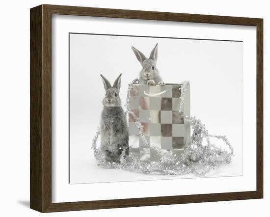 Two Baby Silver Rabbits in a Gift Bag with Christmas Tinsel-Mark Taylor-Framed Photographic Print