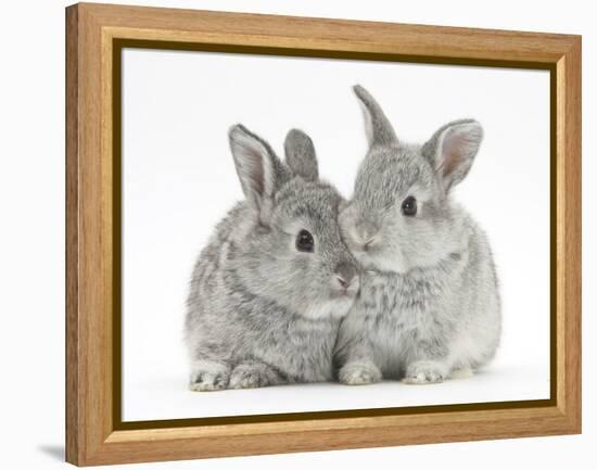 Two Baby Silver Rabbits-Mark Taylor-Framed Premier Image Canvas