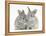 Two Baby Silver Rabbits-Mark Taylor-Framed Premier Image Canvas