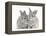 Two Baby Silver Rabbits-Mark Taylor-Framed Premier Image Canvas