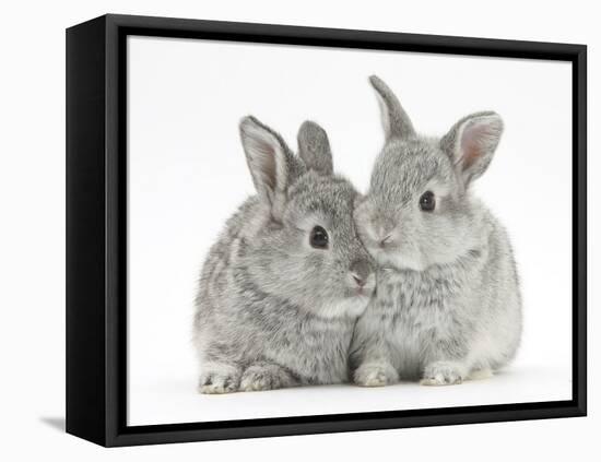 Two Baby Silver Rabbits-Mark Taylor-Framed Premier Image Canvas