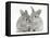 Two Baby Silver Rabbits-Mark Taylor-Framed Premier Image Canvas