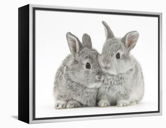 Two Baby Silver Rabbits-Mark Taylor-Framed Premier Image Canvas