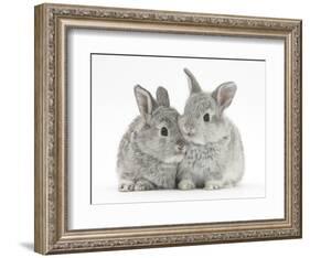 Two Baby Silver Rabbits-Mark Taylor-Framed Photographic Print