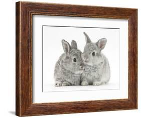 Two Baby Silver Rabbits-Mark Taylor-Framed Photographic Print