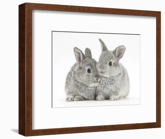 Two Baby Silver Rabbits-Mark Taylor-Framed Photographic Print