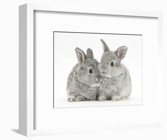 Two Baby Silver Rabbits-Mark Taylor-Framed Photographic Print